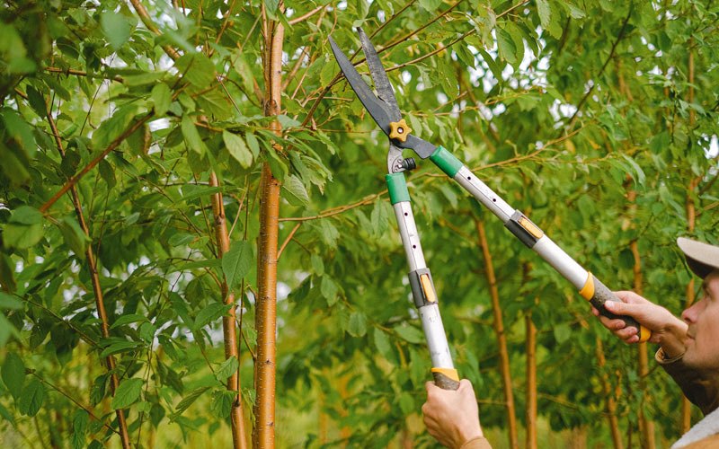 Tree trimming in Belvidere, NE